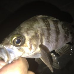 意外とメバルが