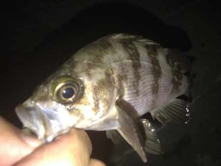 意外とメバルが