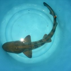 アナゴ釣り記録更新