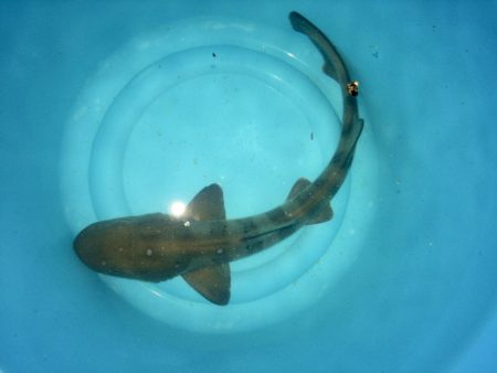 アナゴ釣り記録更新