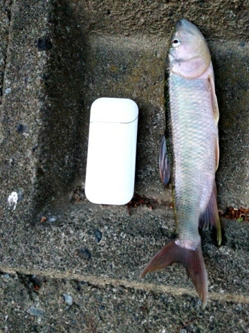 ハス(ケタバス)