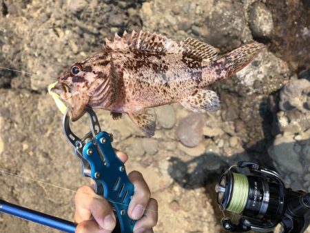 ようやくカサゴ