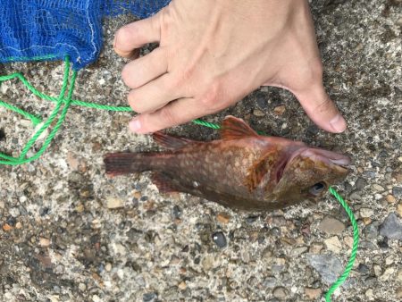 なかなかのサイズ！