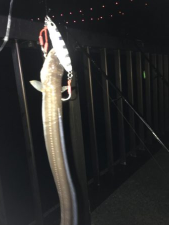 某釣具屋の情報で…