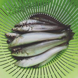 今年初キス釣り