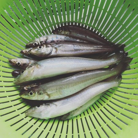 今年初キス釣り