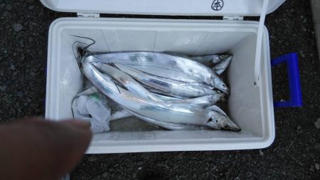 焼津沖　太刀魚釣れてます