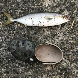 久しぶりのサビキ