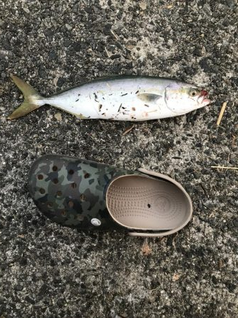 久しぶりのサビキ