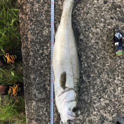 シーバス釣り