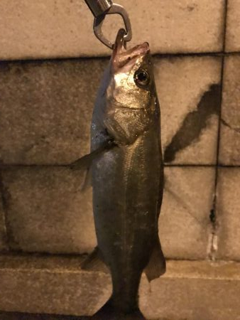 大雨後のシーバス