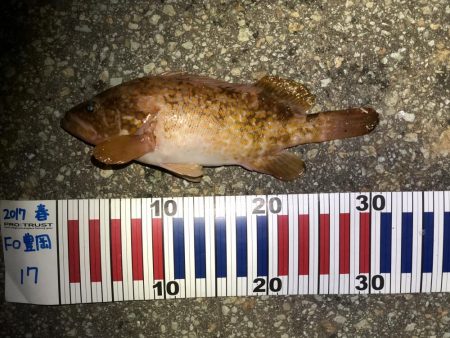 アコウ30センチ