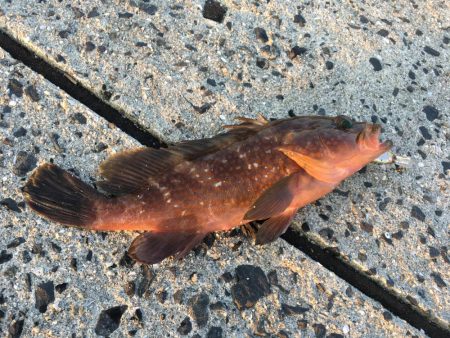 クーラー持ってないときに限ってアコウ