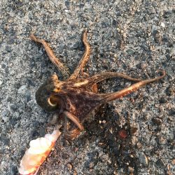 涼しい時間にタコ釣り