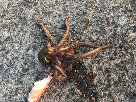 涼しい時間にタコ釣り