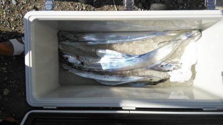 本日の太刀魚沖釣りは激渋