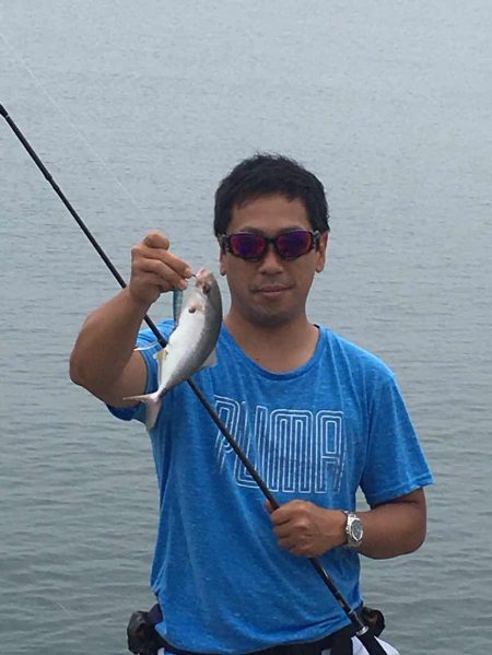 シオ カンパチ幼魚