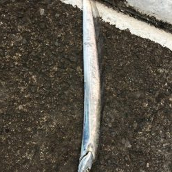 何か釣れないかと