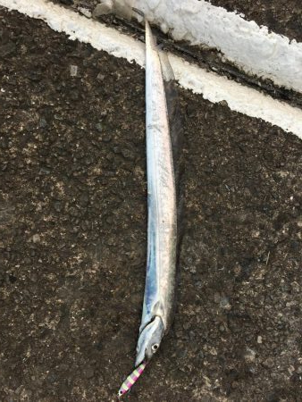 何か釣れないかと