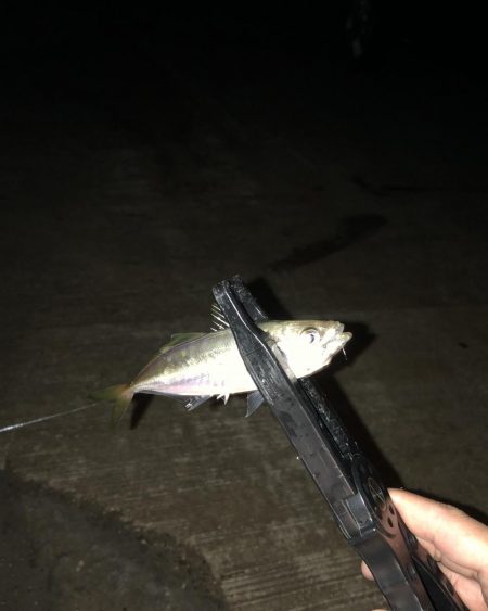 姫路豆アジング