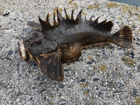 早朝からの高級魚