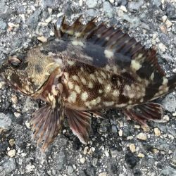 エイの大群！part2