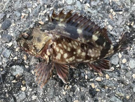 エイの大群！part2