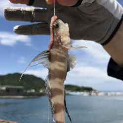 キス釣りのはずが、、、