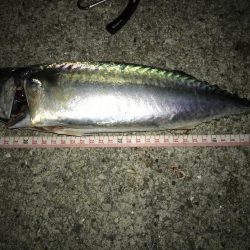 サバサバサバ〜