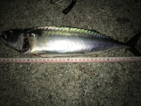 サバサバサバ〜