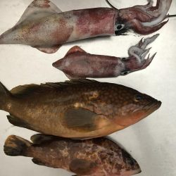 ケンサキ アコウ