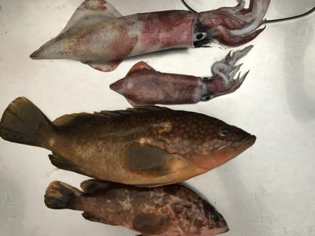 ケンサキ アコウ