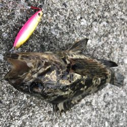 ロックフィッシュ