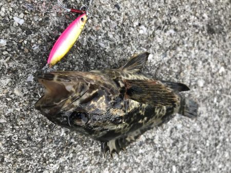 ロックフィッシュ