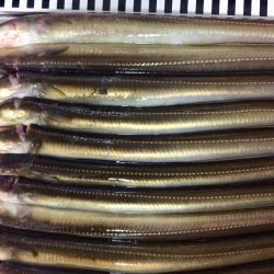 アナゴ釣れてます(^｡^)