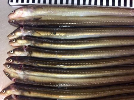 アナゴ釣れてます(^｡^)