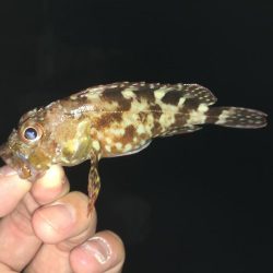 アジングでガシラ