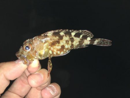 アジングでガシラ