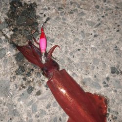 タカキ式エギング釣法！？