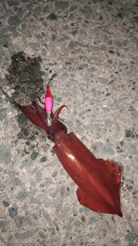 タカキ式エギング釣法！？