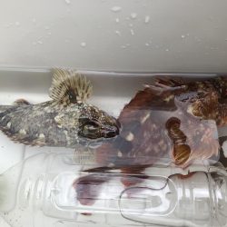 キジハタには出会えず…