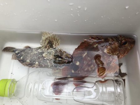 キジハタには出会えず…