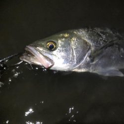 リバーシーバス