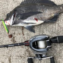 夏だー！岸壁ジギングだー！