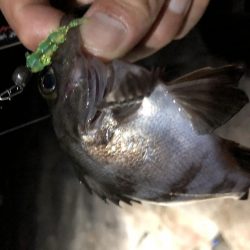 初アジング！？