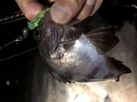 初アジング！？