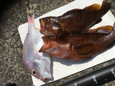 キジハタ&連子鯛 ！