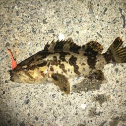 朝マヅメから昼まで