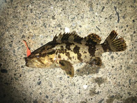 朝マヅメから昼まで