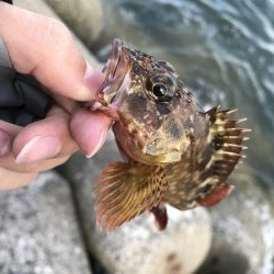 青物不発からの根魚三目達成